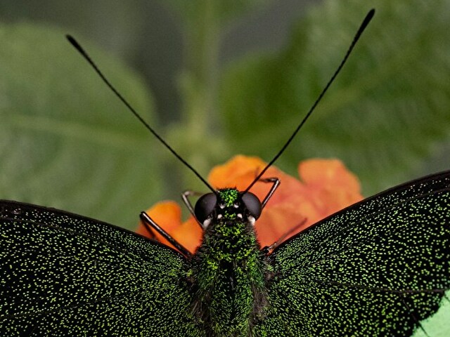 1712model online foto 3