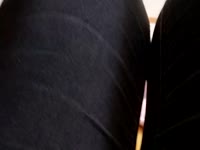 LeslieFeet preview