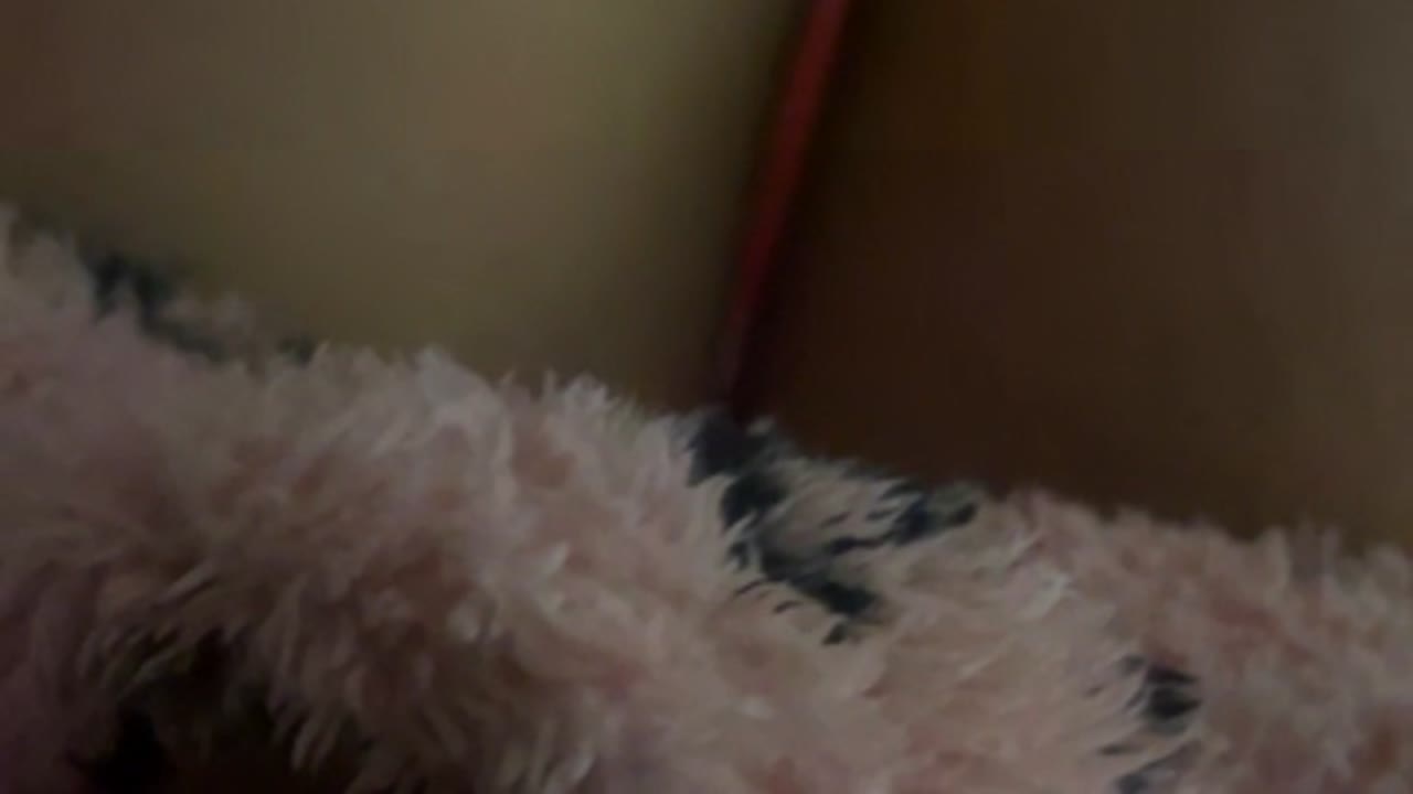 xsxskitty en sexcam live - webcam coquine et tchat gratuit
